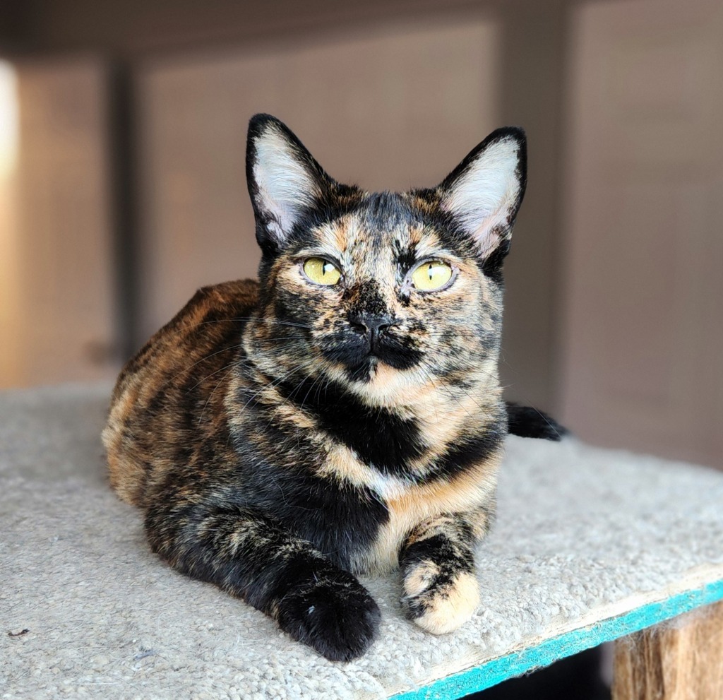 Venetie, an adoptable Domestic Short Hair in Palmer, AK, 99645 | Photo Image 1