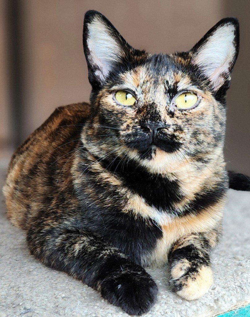 Venetie, an adoptable Domestic Short Hair in Palmer, AK, 99645 | Photo Image 5