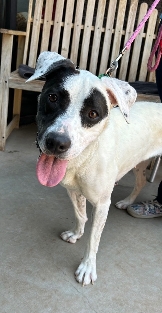 Salsa, an adoptable Labrador Retriever in Cottonwood, AZ, 86326 | Photo Image 1