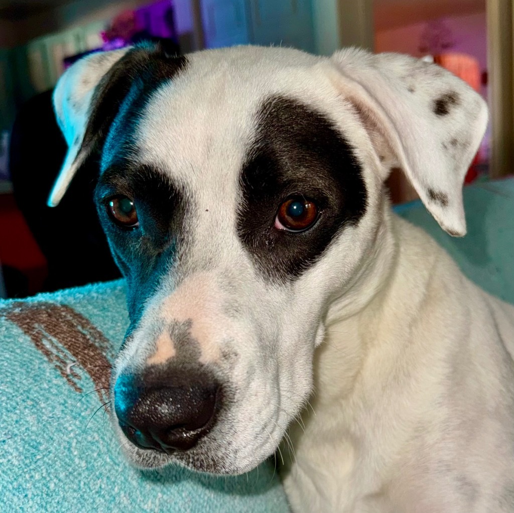 Salsa, an adoptable Labrador Retriever in Cottonwood, AZ, 86326 | Photo Image 2