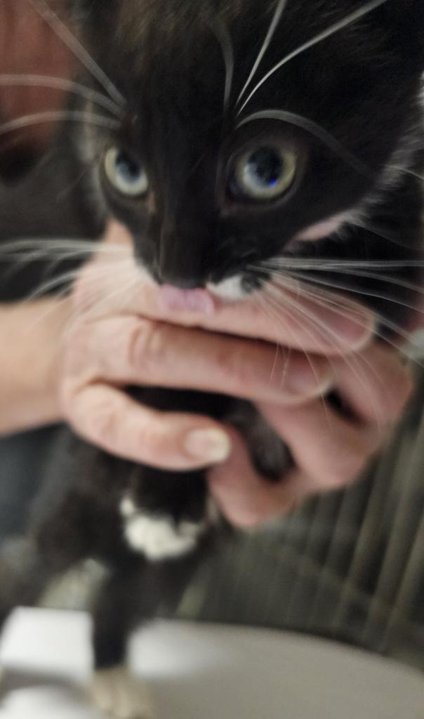 Fluffy (Inyo K13), an adoptable Domestic Short Hair in Pahrump, NV, 89048 | Photo Image 1