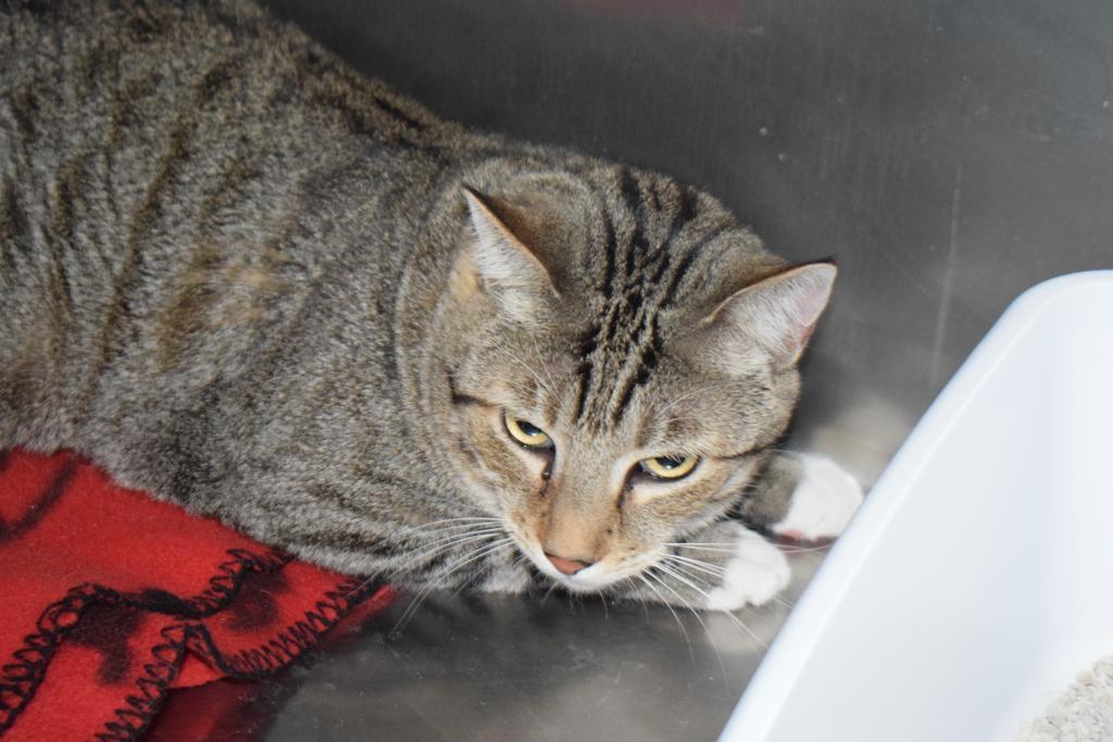 Fizzoli (Ninja) (Kevin), an adoptable Domestic Short Hair in Pahrump, NV, 89048 | Photo Image 1