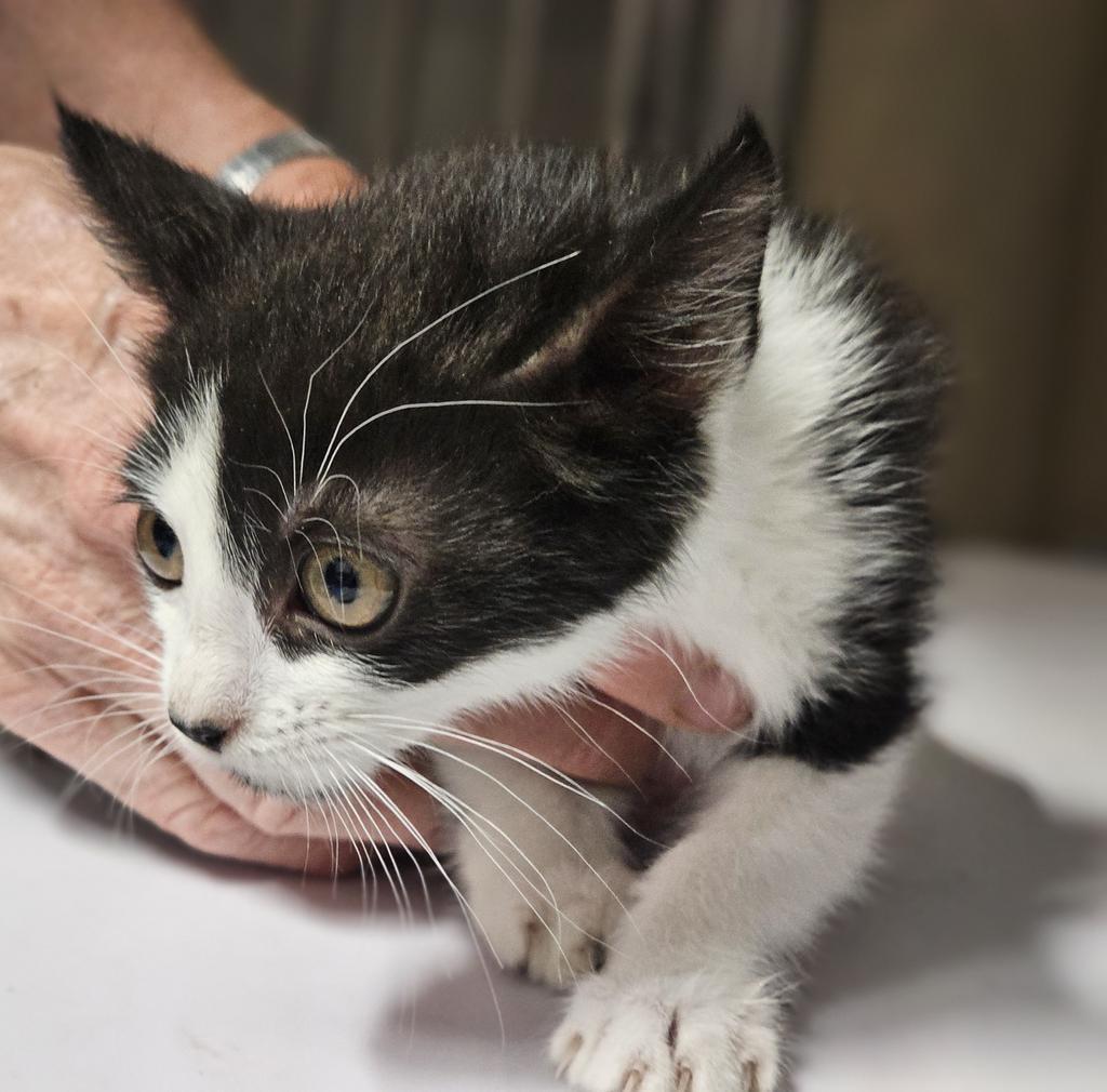 Lucky (Inyo K14), an adoptable Domestic Short Hair in Pahrump, NV, 89048 | Photo Image 1