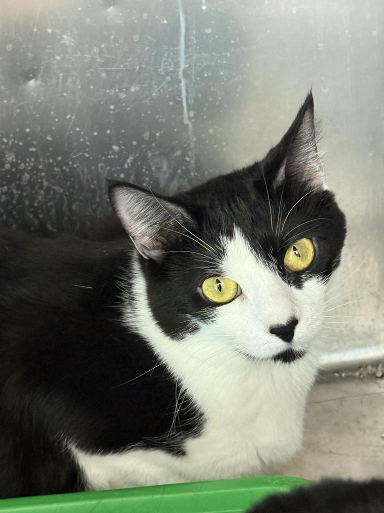 Lucky (Inyo K14), an adoptable Domestic Short Hair in Pahrump, NV, 89048 | Photo Image 1