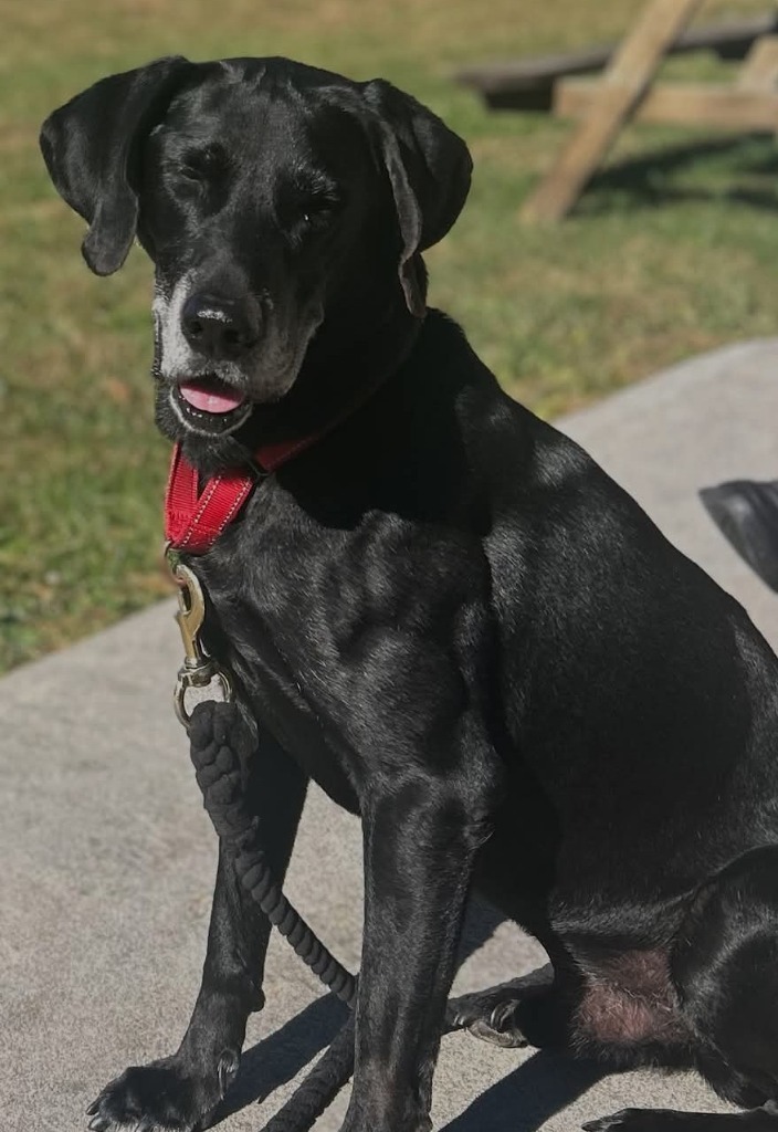 Bazooka *Sponsored Adoption
