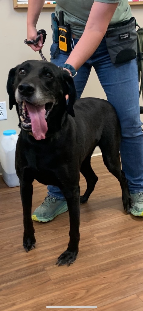 Bazooka *Sponsored Adoption