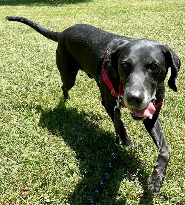 Bazooka *Sponsored Adoption