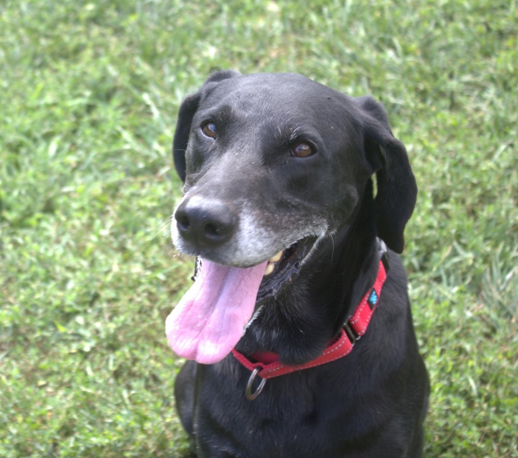 Bazooka *Sponsored Adoption