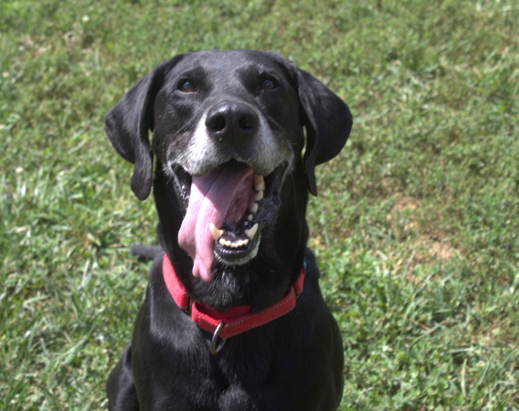 Bazooka *Sponsored Adoption