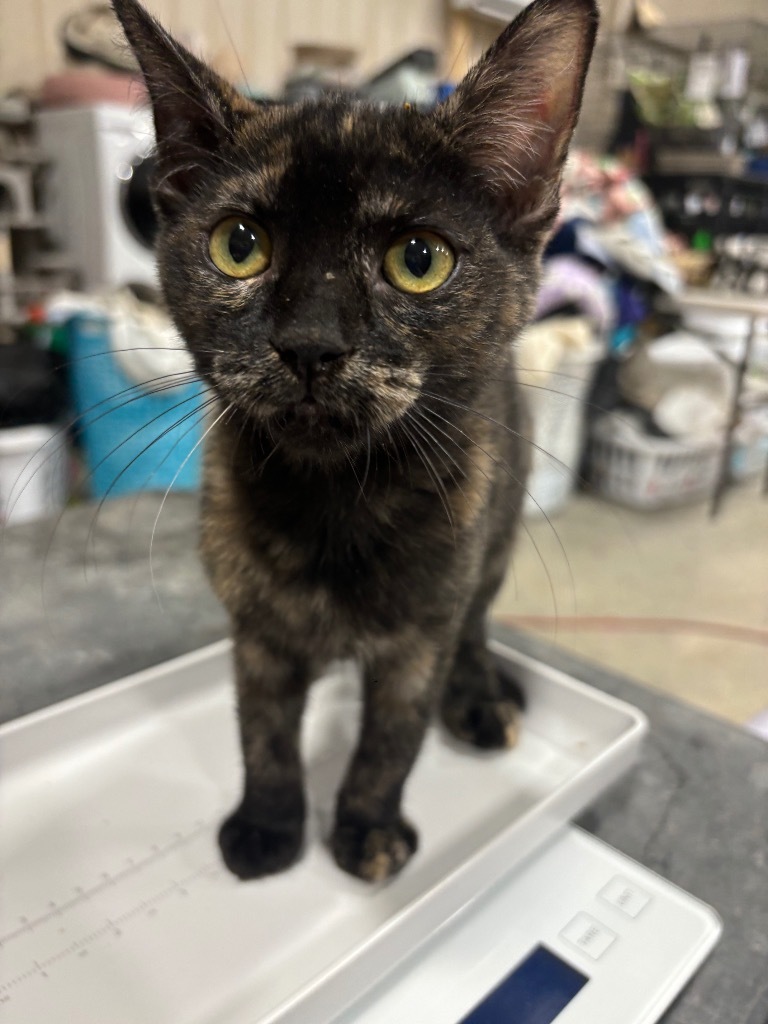 Shallie, an adoptable Domestic Short Hair in Corpus Christi, TX, 78415 | Photo Image 1