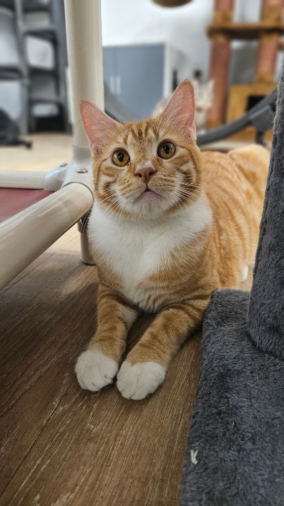 Norbit, an adoptable Domestic Short Hair in Corpus Christi, TX, 78414 | Photo Image 1