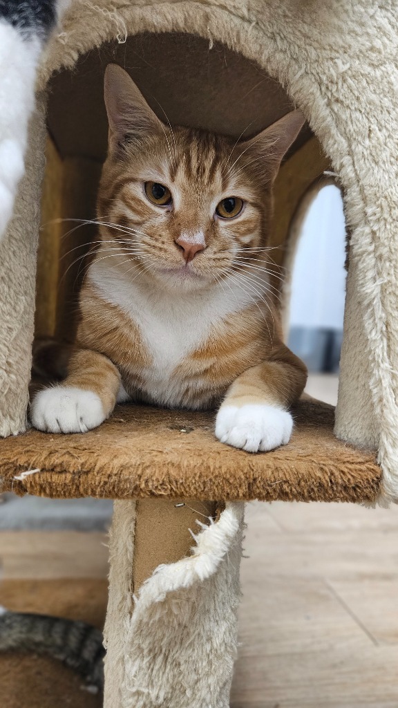 Norbit, an adoptable Domestic Short Hair in Corpus Christi, TX, 78414 | Photo Image 2