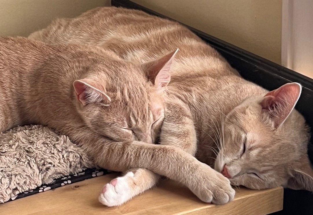 Immanuel, an adoptable Domestic Short Hair, Tabby in San Jose, CA, 95123 | Photo Image 1