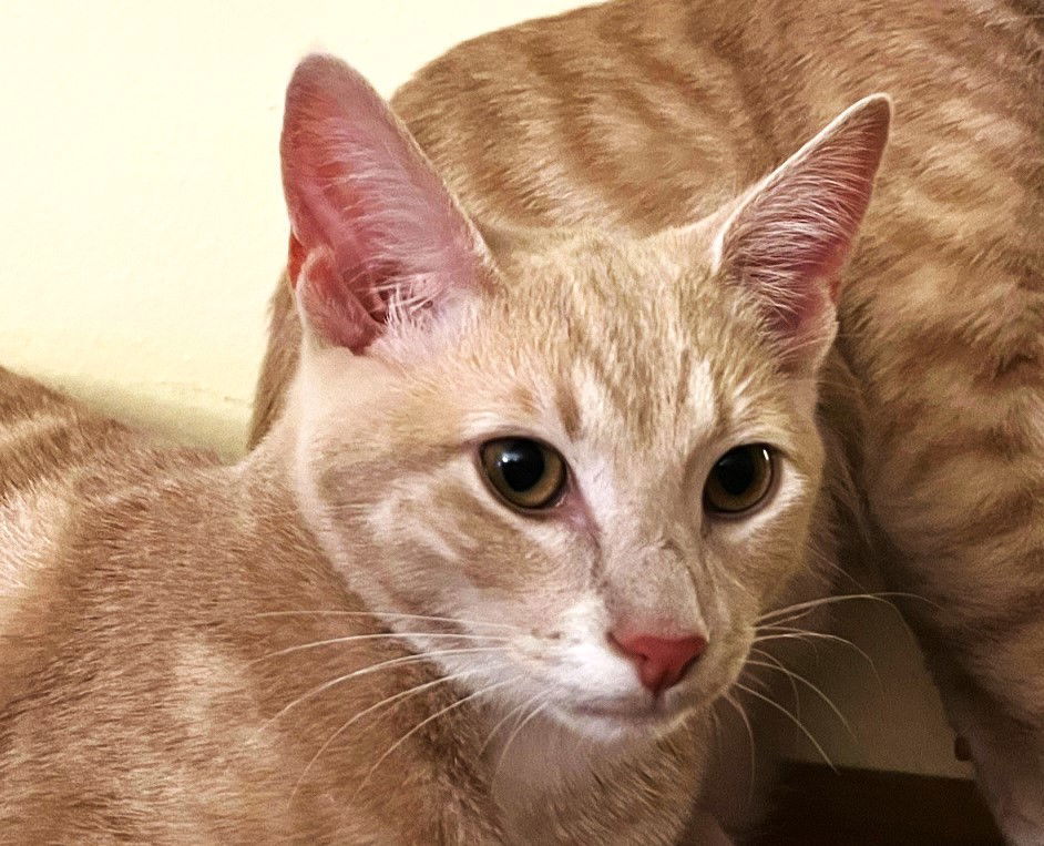 Immanuel, an adoptable Domestic Short Hair, Tabby in San Jose, CA, 95123 | Photo Image 2