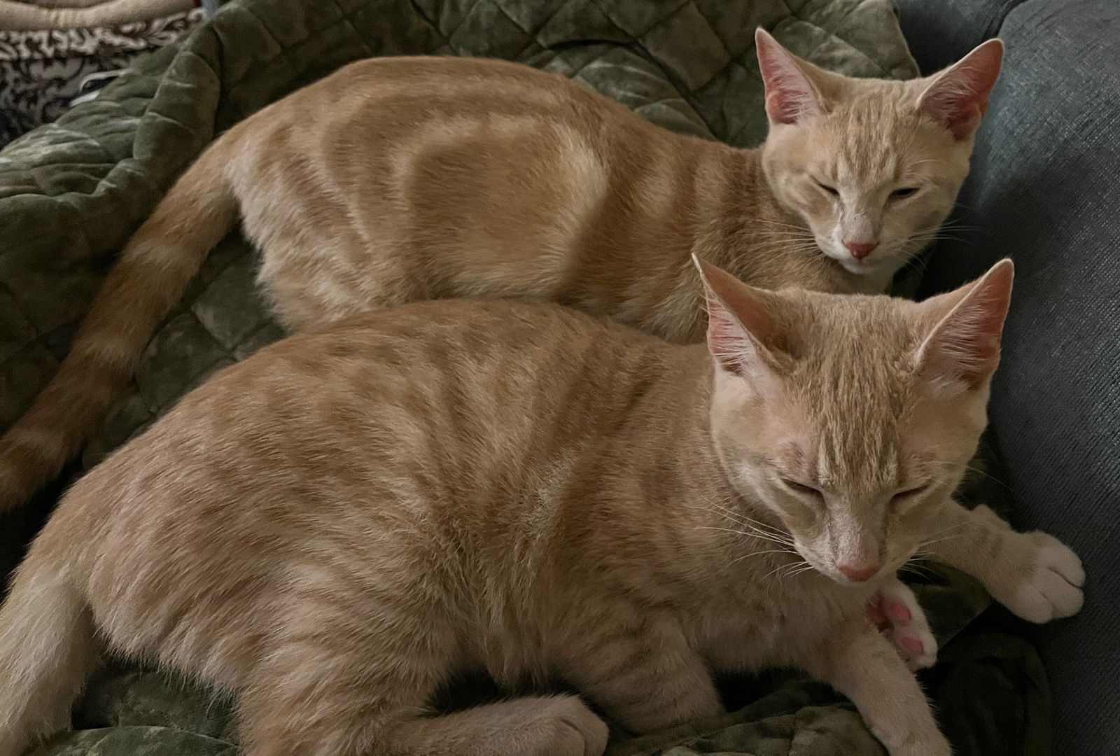 Immanuel, an adoptable Domestic Short Hair, Tabby in San Jose, CA, 95123 | Photo Image 3