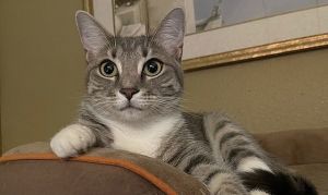 Rosella, Young Female Domestic Short Hair