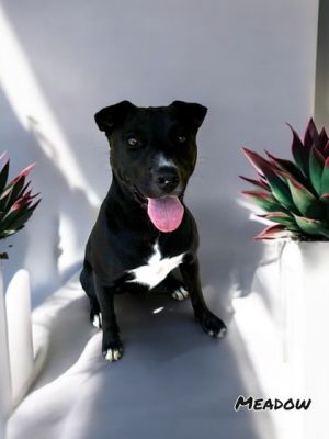 Meadow, Baby Female Terrier