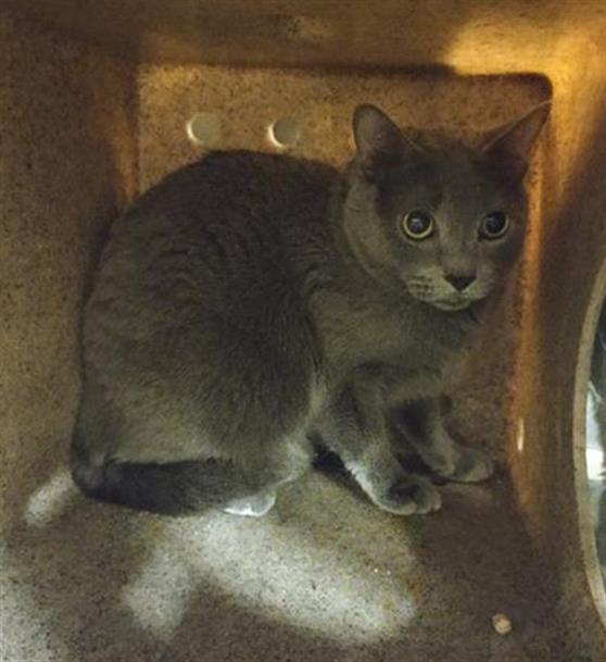 TAFFY, an adoptable Russian Blue in Casper, WY, 82601 | Photo Image 1