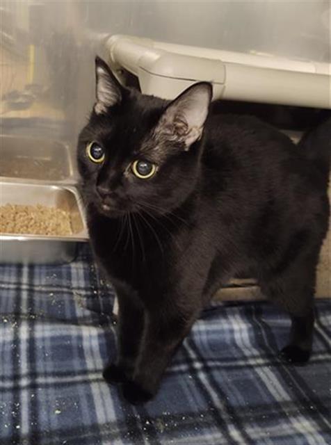 LICORICE, an adoptable Domestic Short Hair in Casper, WY, 82601 | Photo Image 1