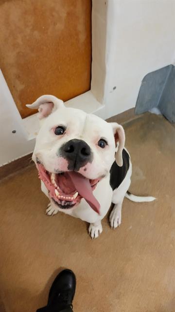 PRINCE, an adoptable Pit Bull Terrier in Casper, WY, 82601 | Photo Image 1