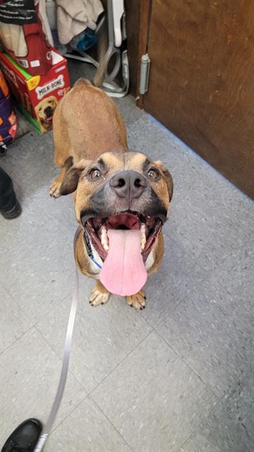 FALL, an adoptable Mastiff, Pit Bull Terrier in Casper, WY, 82601 | Photo Image 1