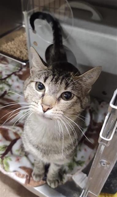 SNICKERS, an adoptable Domestic Short Hair in Casper, WY, 82601 | Photo Image 1