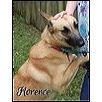 Welcome Florence Florence is a four year old beauty in need of a loving home She is current on vac