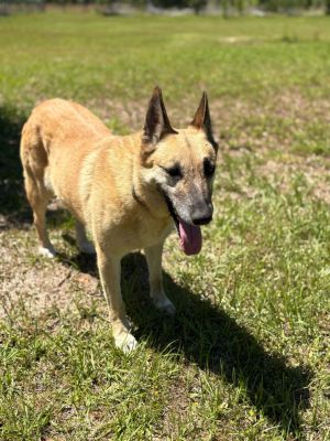 Florence, Adult Female German Shepherd Dog