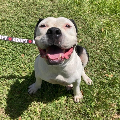 Gabriella, an adoptable American Bulldog, Mixed Breed in Laredo, TX, 78041 | Photo Image 1