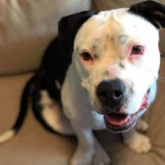 Gabriella, an adoptable American Bulldog, Mixed Breed in Laredo, TX, 78041 | Photo Image 2