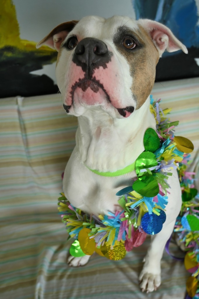 Buster, an adoptable Mixed Breed in Ashland, WI, 54806 | Photo Image 1