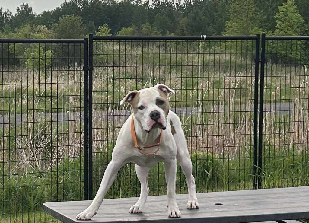 Buster, an adoptable American Bulldog, Terrier in Ashland, WI, 54806 | Photo Image 1