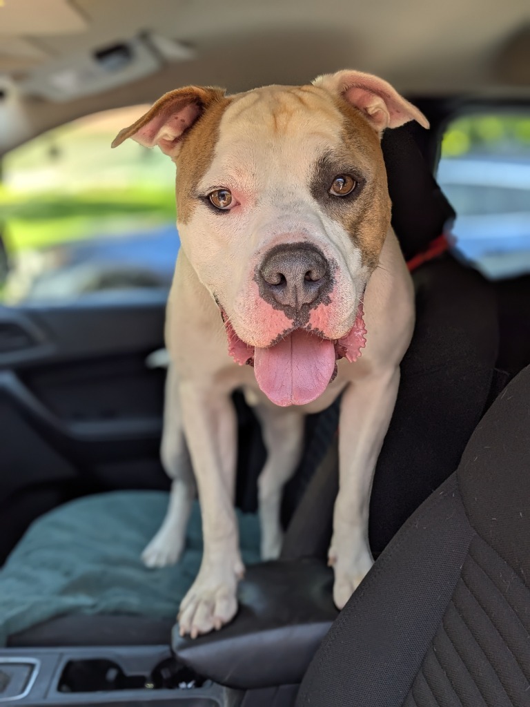 Buster, an adoptable American Bulldog, Terrier in Ashland, WI, 54806 | Photo Image 1