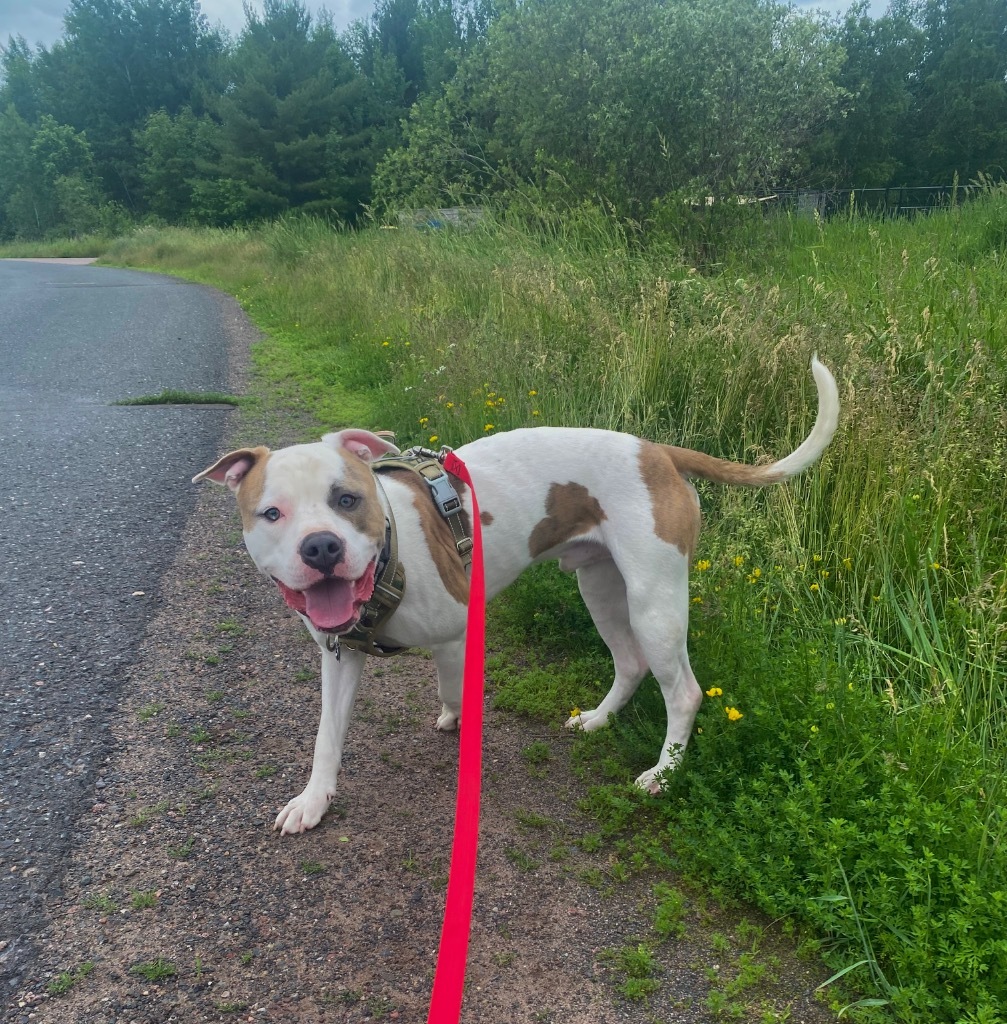 Buster, an adoptable Mixed Breed in Ashland, WI, 54806 | Photo Image 3