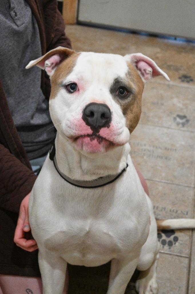 Buster, an adoptable Mixed Breed in Ashland, WI, 54806 | Photo Image 4