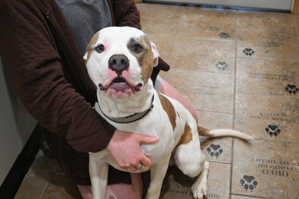 Buster, an adoptable Mixed Breed in Ashland, WI, 54806 | Photo Image 5