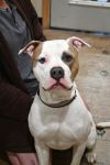Buster