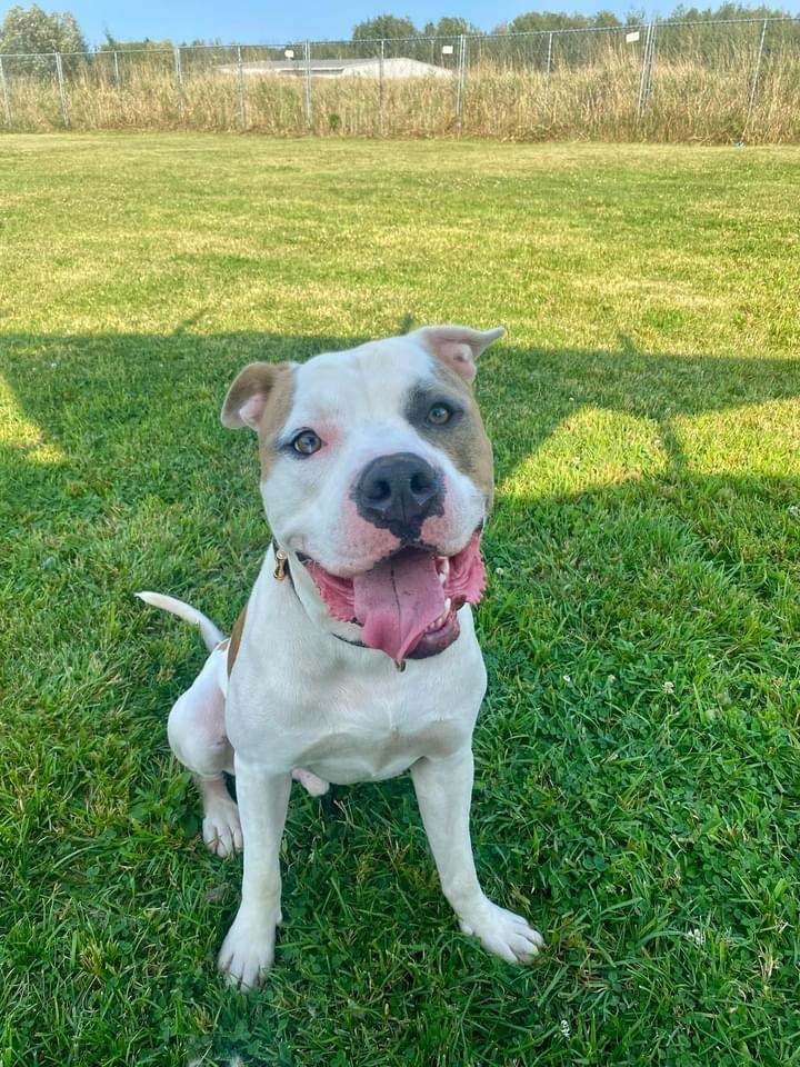 Buster, an adoptable Mixed Breed in Ashland, WI, 54806 | Photo Image 6