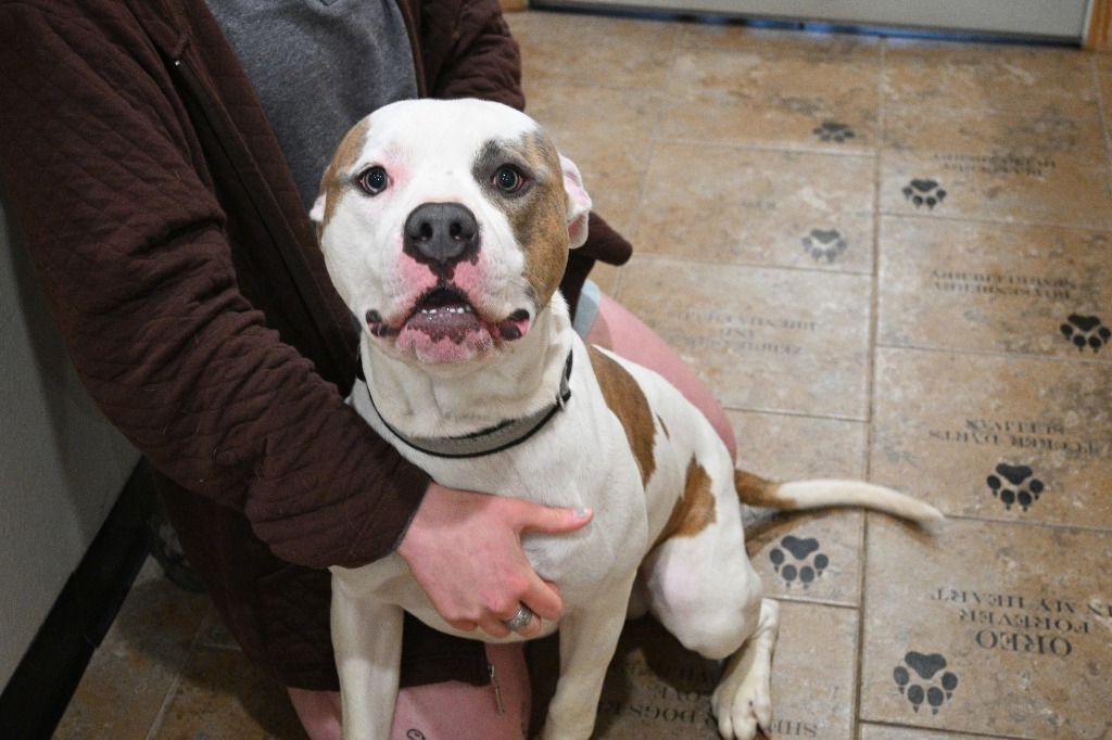 Buster, an adoptable Mixed Breed in Ashland, WI, 54806 | Photo Image 6