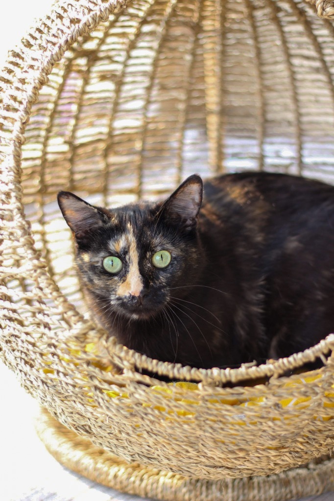 Acacia Honey, an adoptable Domestic Short Hair in Ashland, WI, 54806 | Photo Image 1