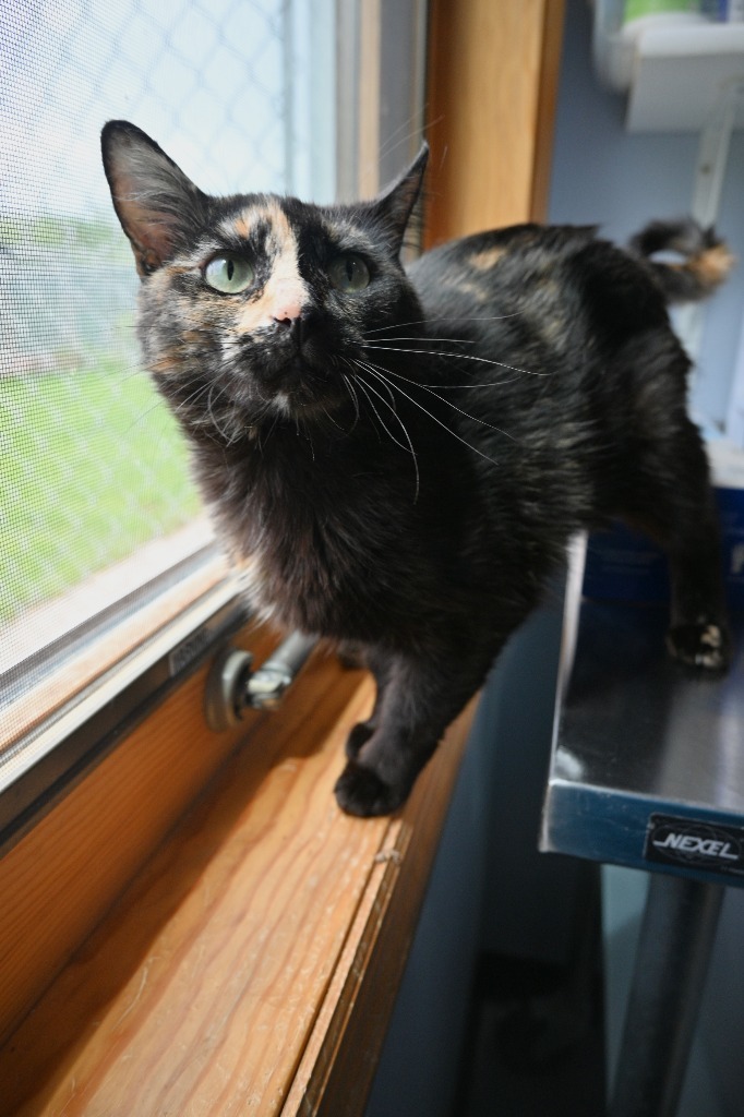 Acacia Honey, an adoptable Domestic Short Hair in Ashland, WI, 54806 | Photo Image 4