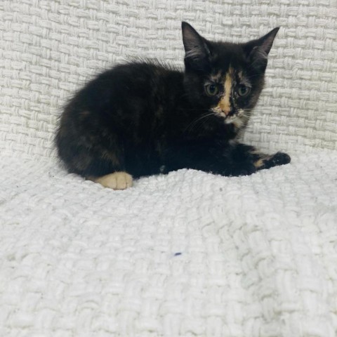 Tabitha, an adoptable Domestic Short Hair in Garden City, KS, 67846 | Photo Image 1