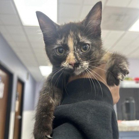 Tabitha, an adoptable Domestic Short Hair in Garden City, KS, 67846 | Photo Image 2