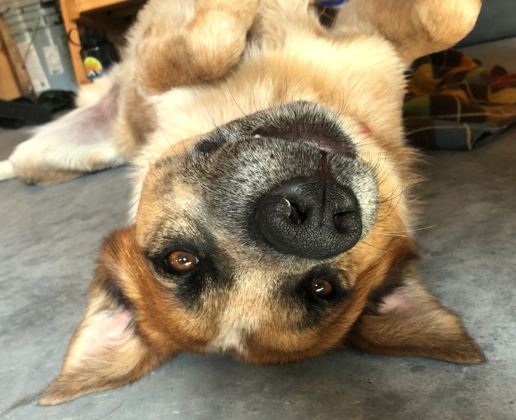 Blue, an adoptable Australian Cattle Dog / Blue Heeler in Logan, UT, 84323 | Photo Image 1