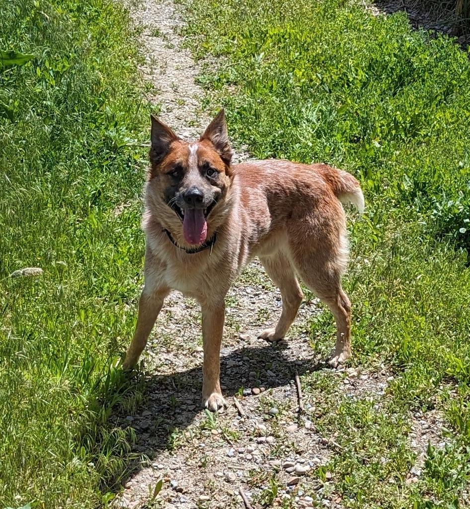 Blue, an adoptable Australian Cattle Dog / Blue Heeler in Logan, UT, 84323 | Photo Image 2