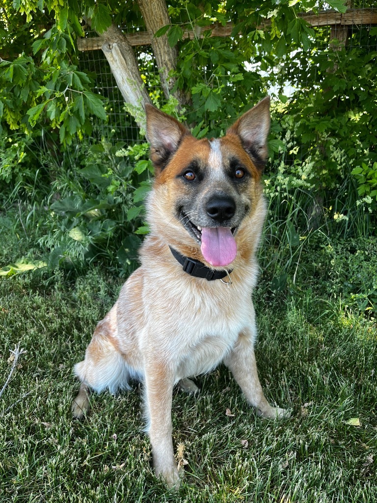 Blue, an adoptable Australian Cattle Dog / Blue Heeler in Logan, UT, 84323 | Photo Image 3