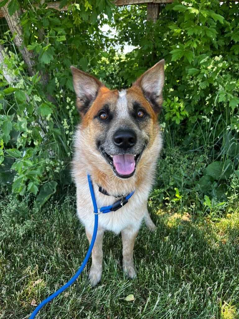 Blue, an adoptable Australian Cattle Dog / Blue Heeler in Logan, UT, 84323 | Photo Image 4