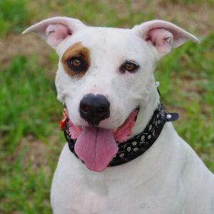 Hi my name is Blanquito I came all the way from St Thomas to find a home I am a