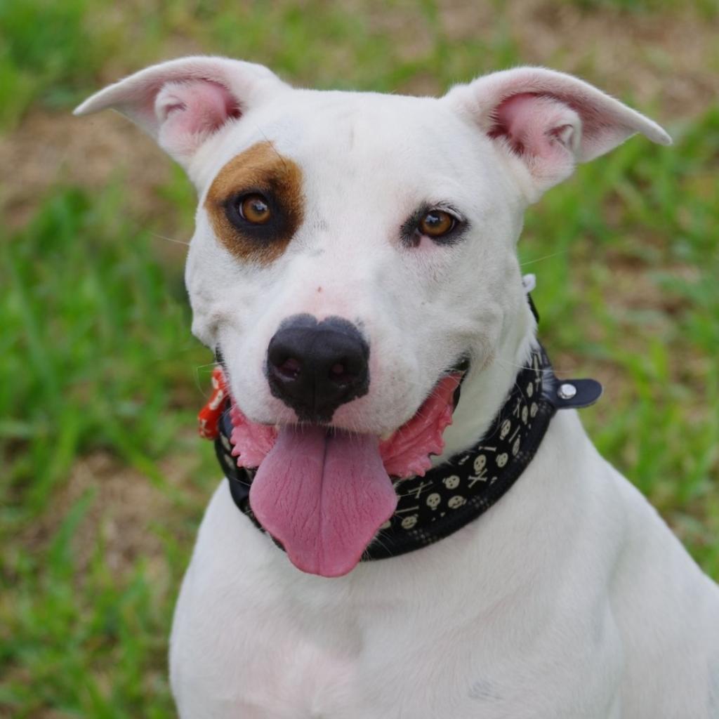 Blanquito, an adoptable Terrier in Miami, FL, 33176 | Photo Image 1