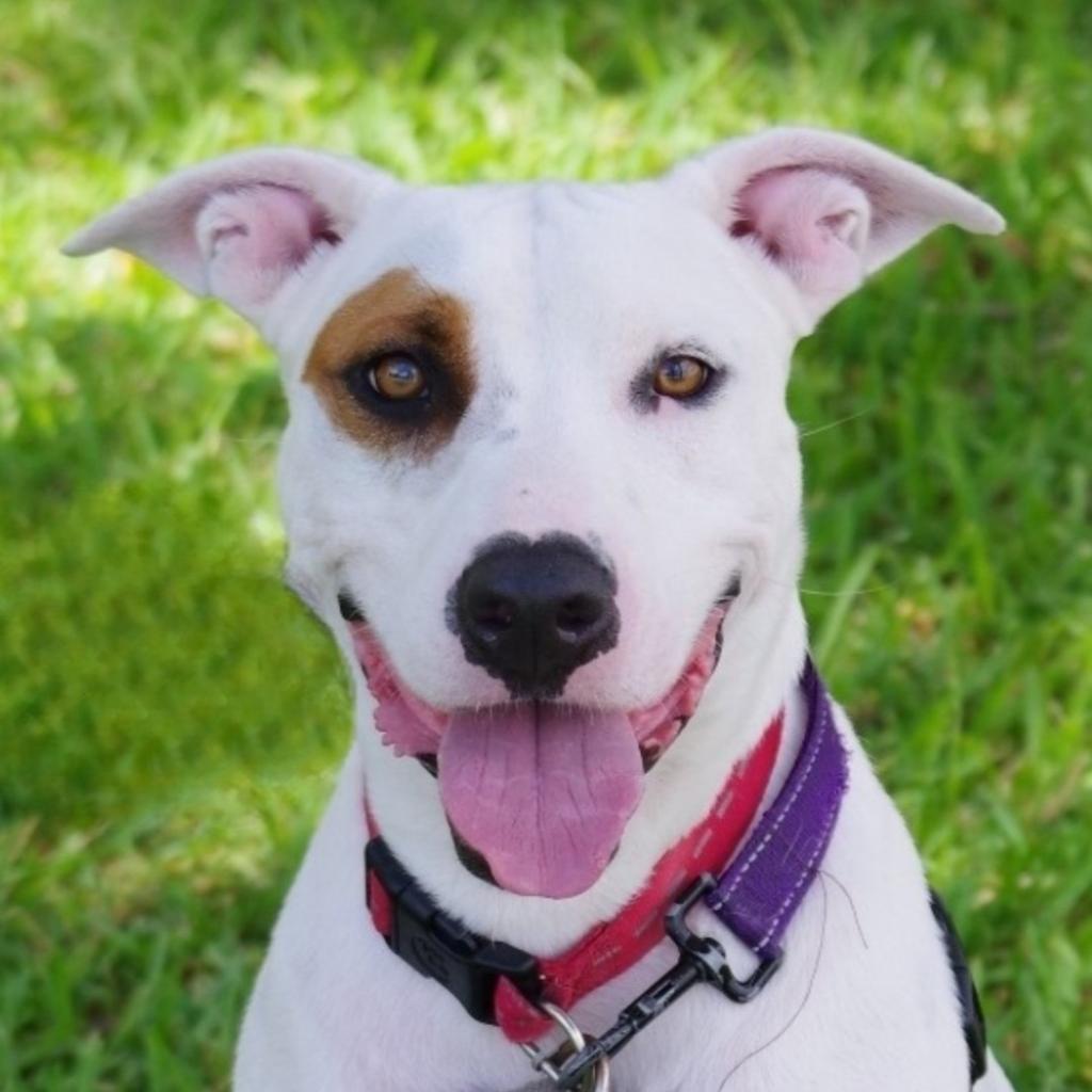 Blanquito, an adoptable Terrier in Miami, FL, 33176 | Photo Image 2